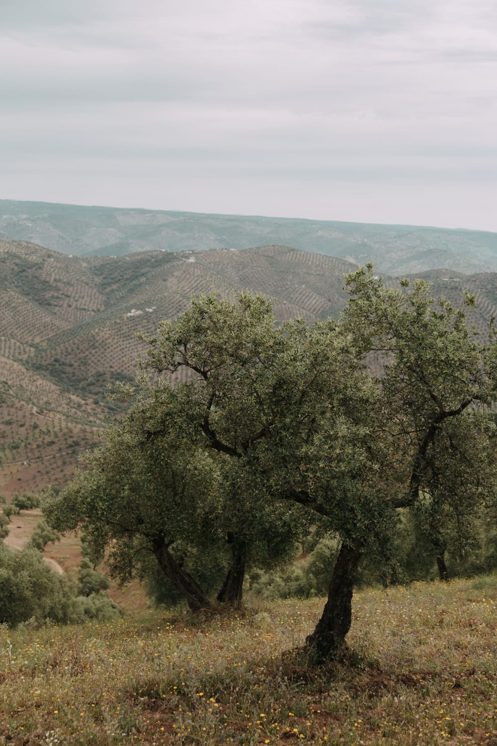 Olivar